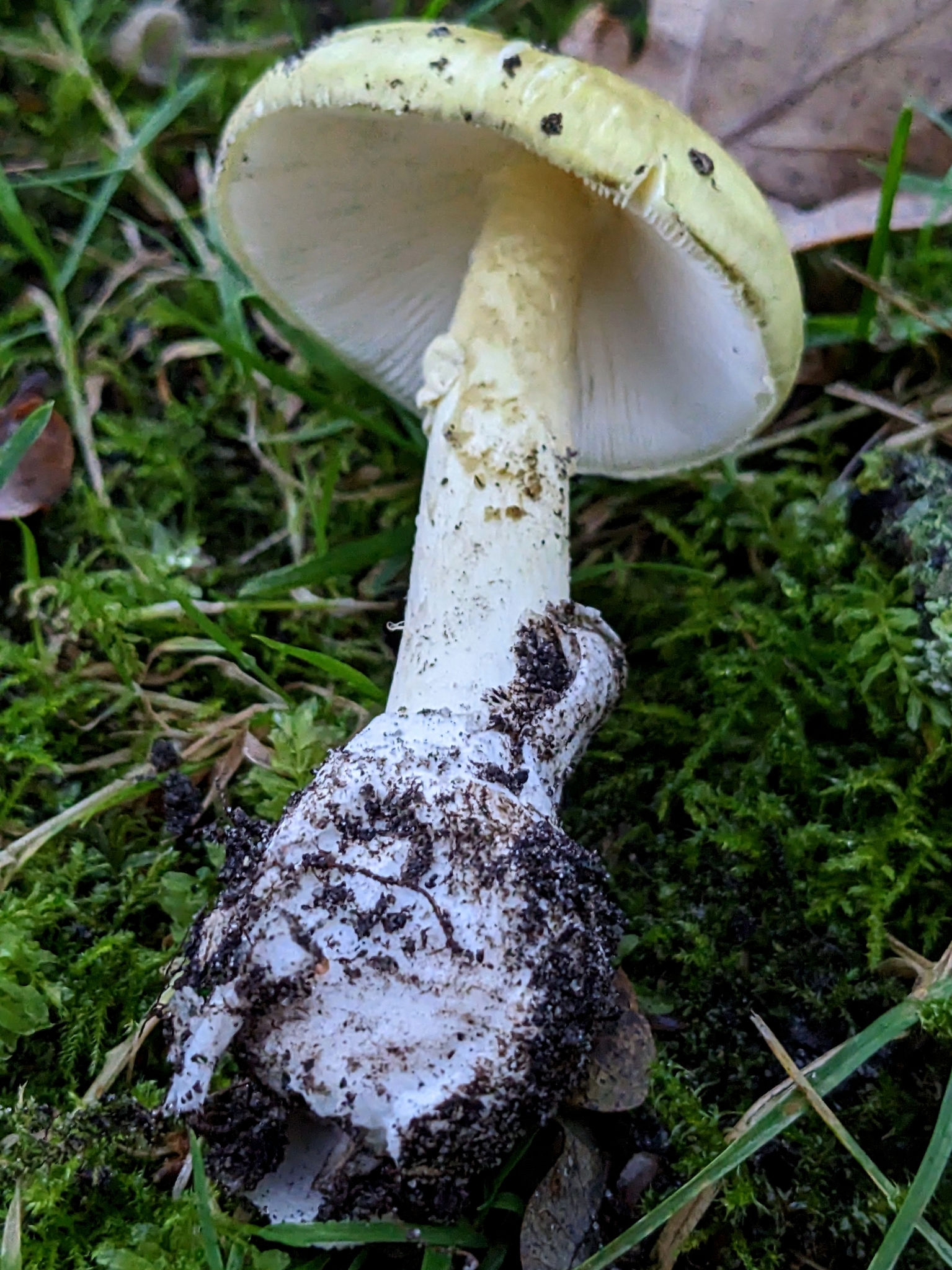 Volva identification