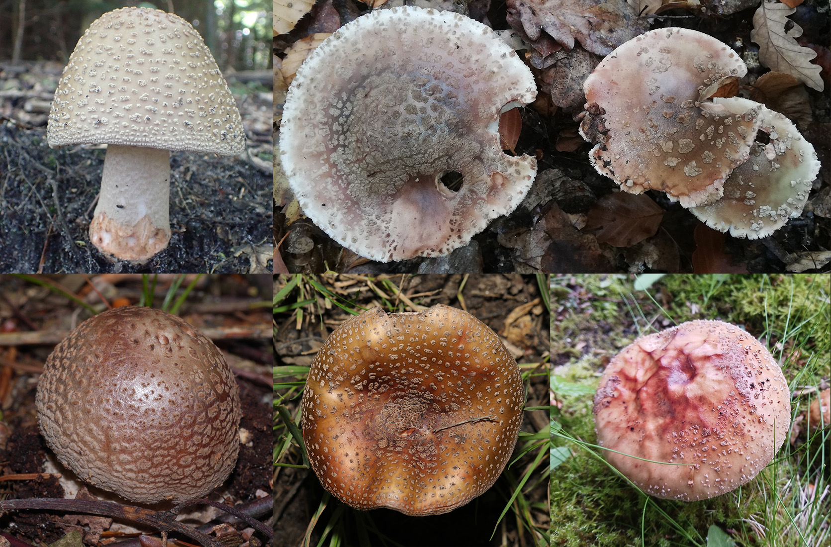 Cap identification