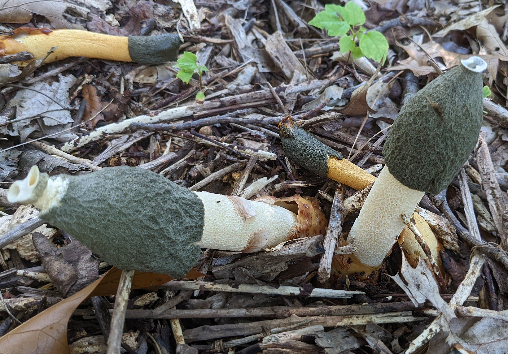 Ravenel's stinkhorn