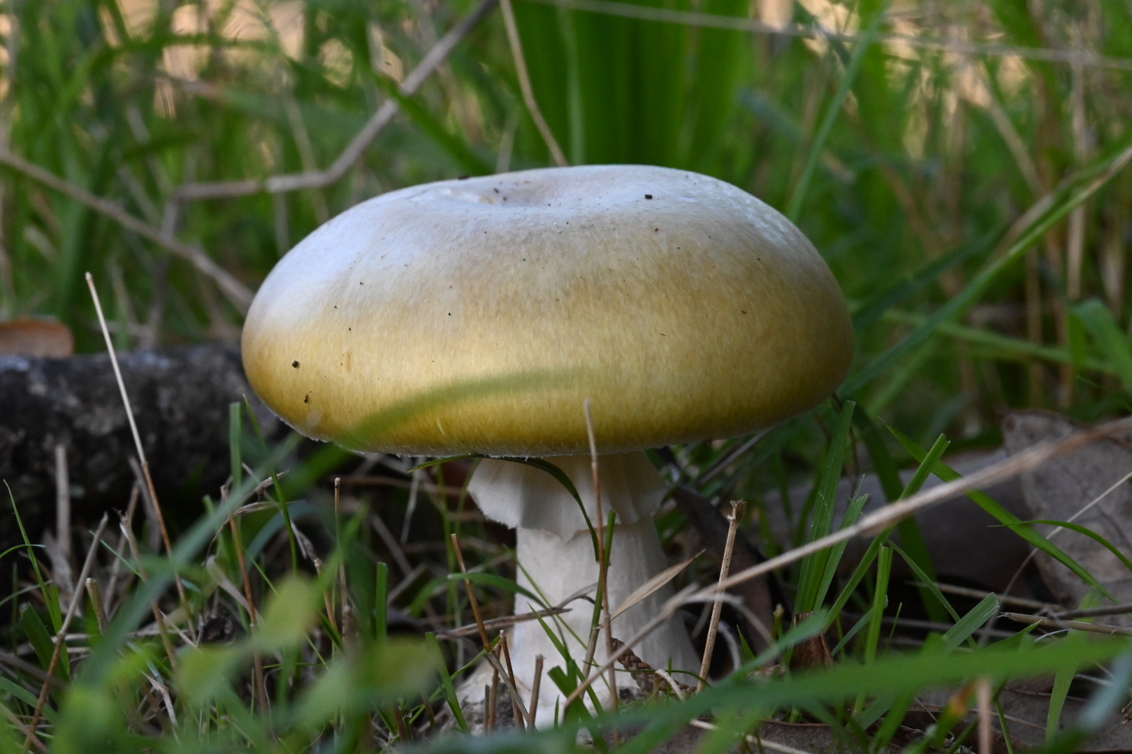 Cap identification