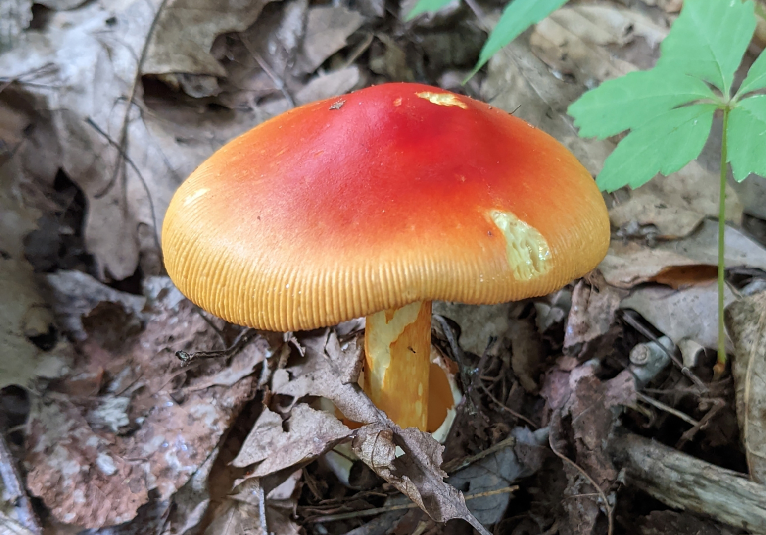 Jackson's amanita