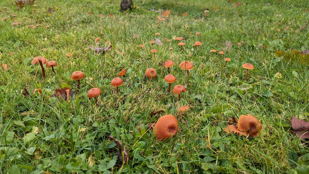 Growth Patterns identification