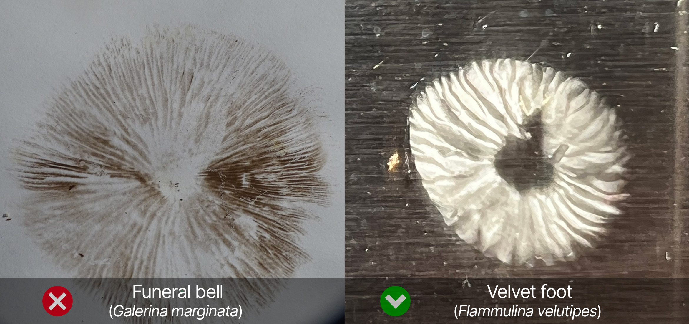 Spore print identification