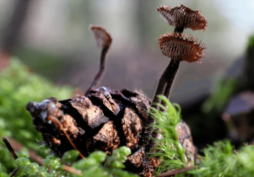 Habitat and substrate identification