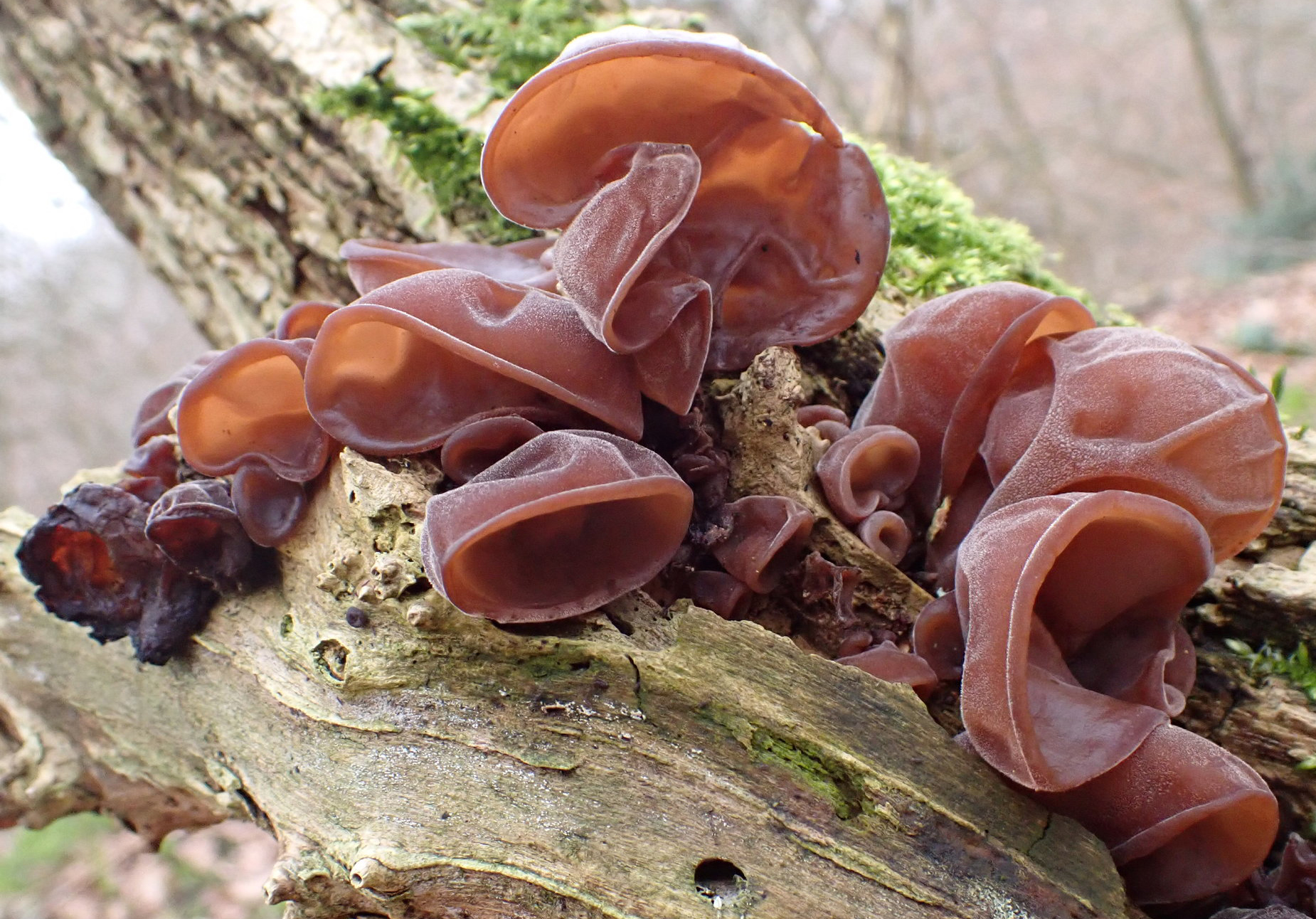 Jelly ear