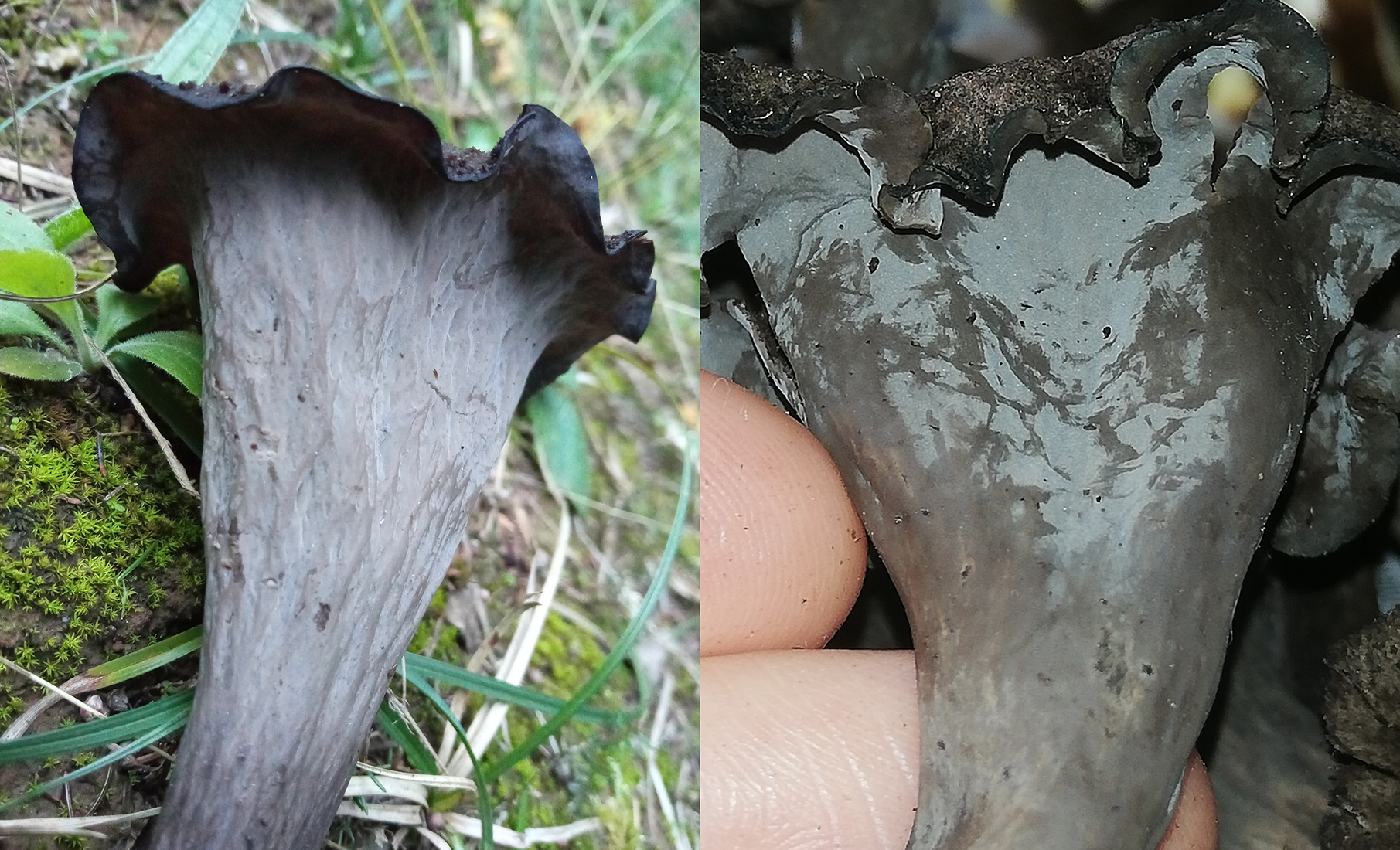 Hymenophore identification