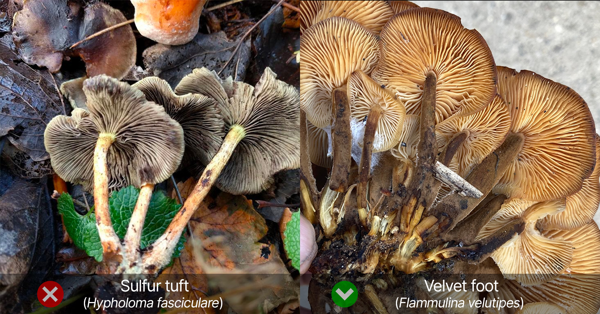 Stem identification