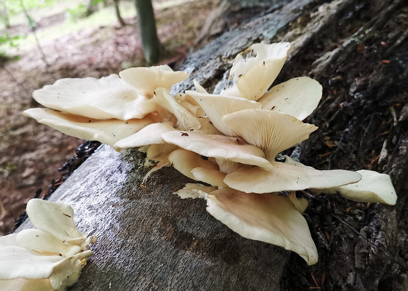 Lung oyster