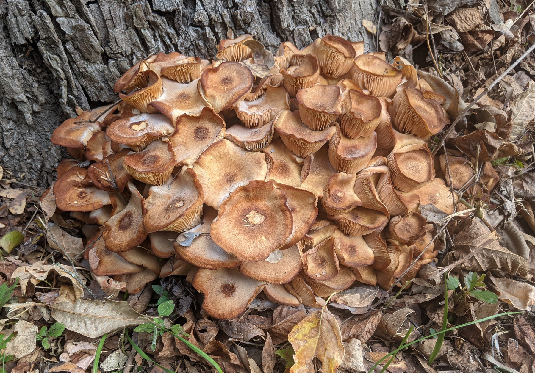 Ringless honey mushroom