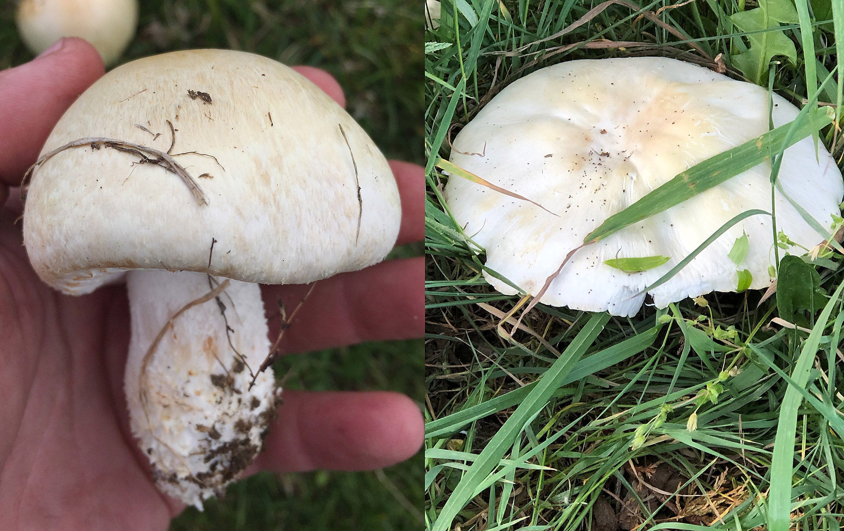 Cap identification