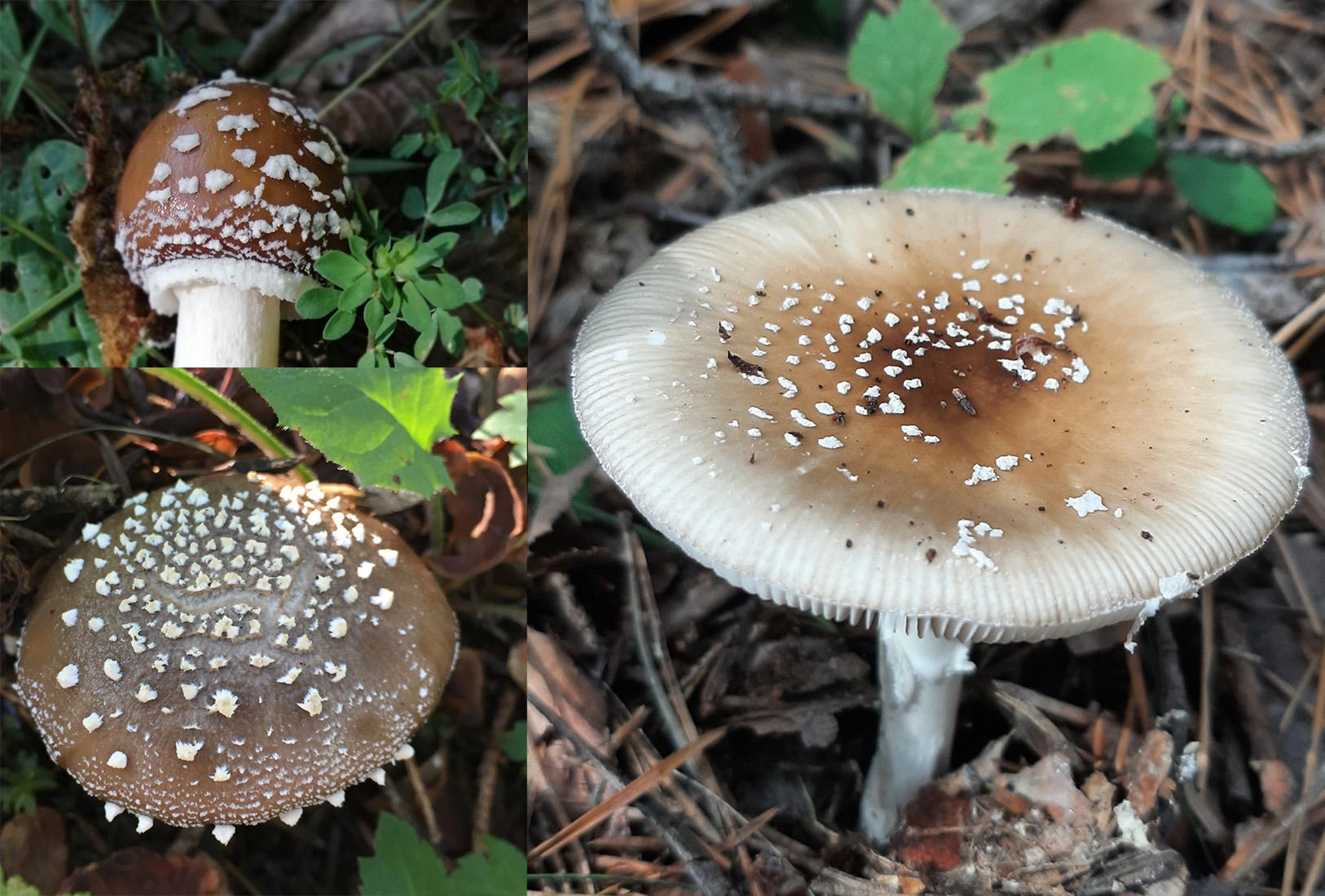 Cap identification