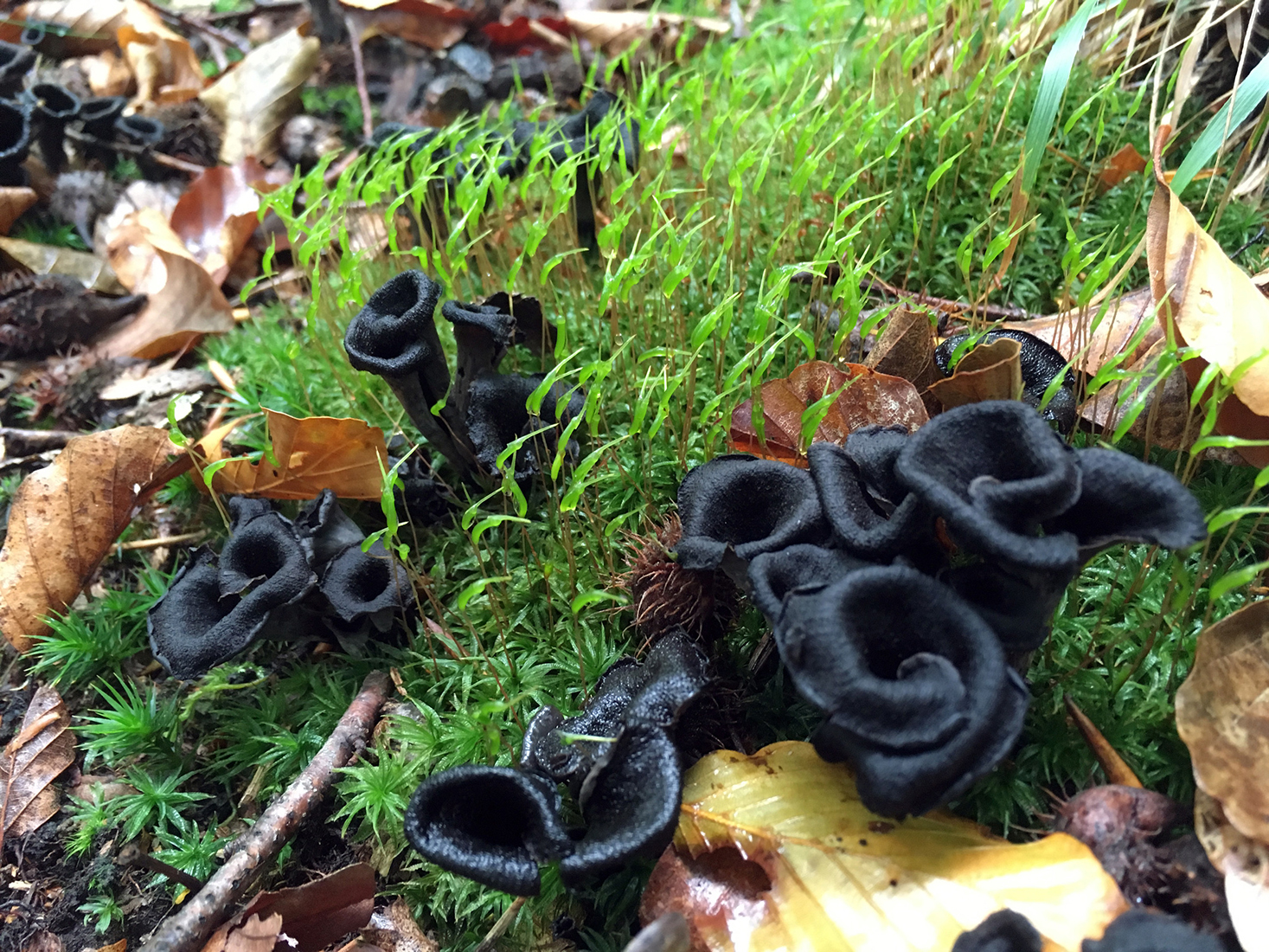 Growth Patterns identification