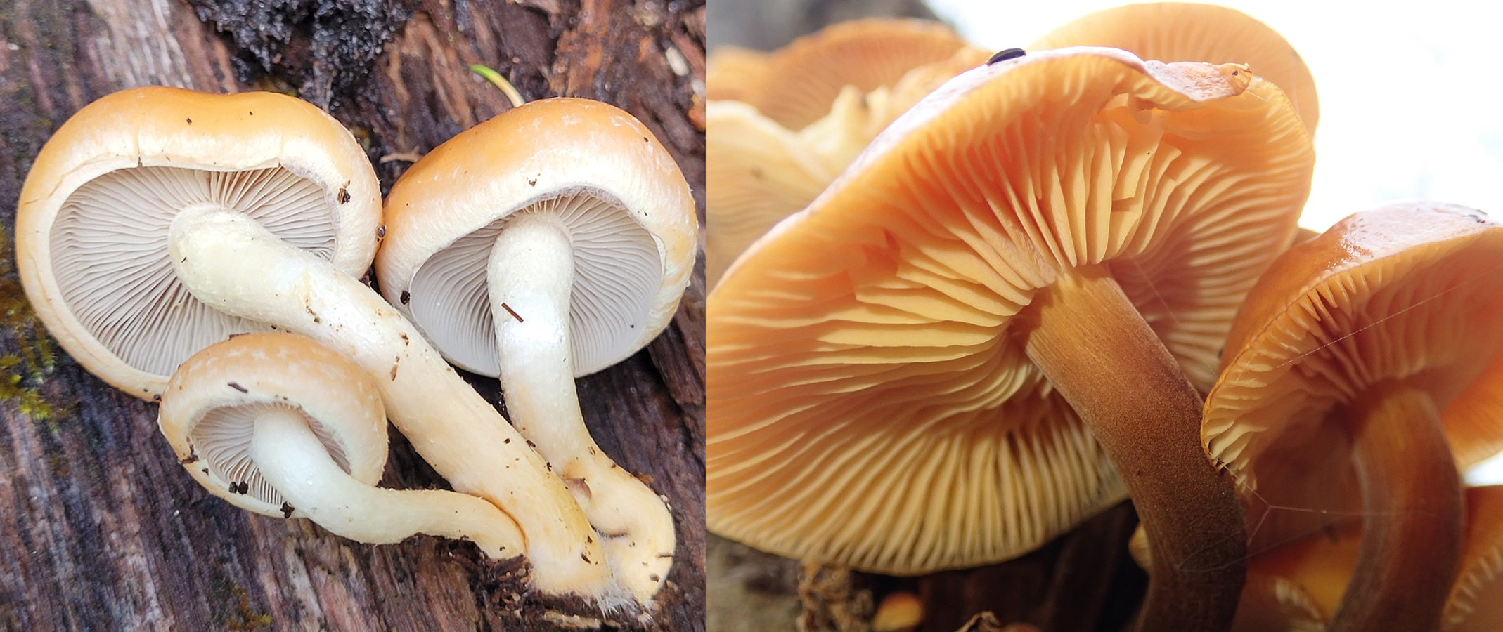 Hymenophore identification