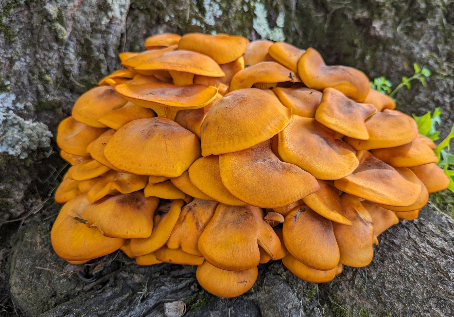 Eastern jack-o'lantern mushroom