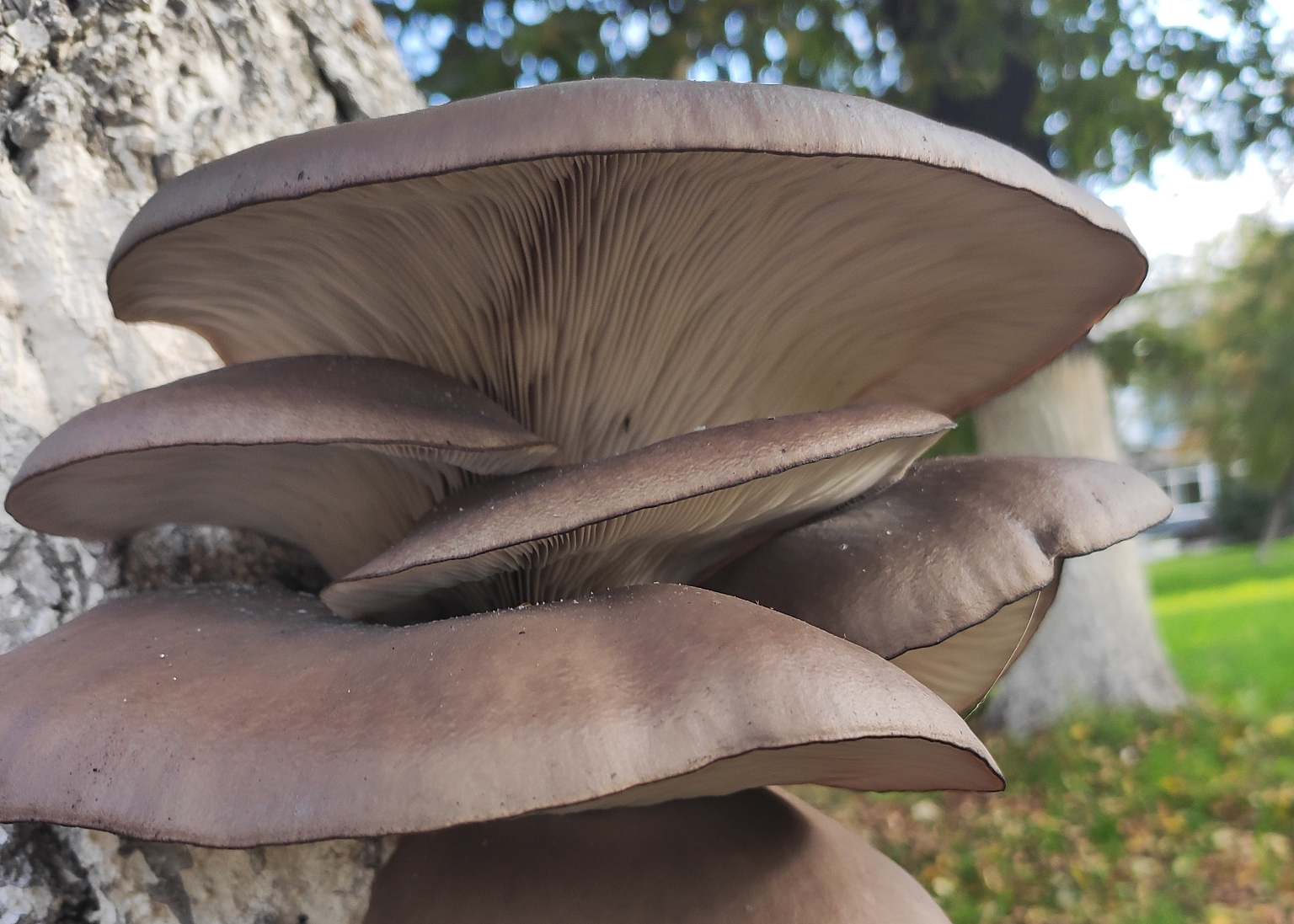 Oyster mushroom