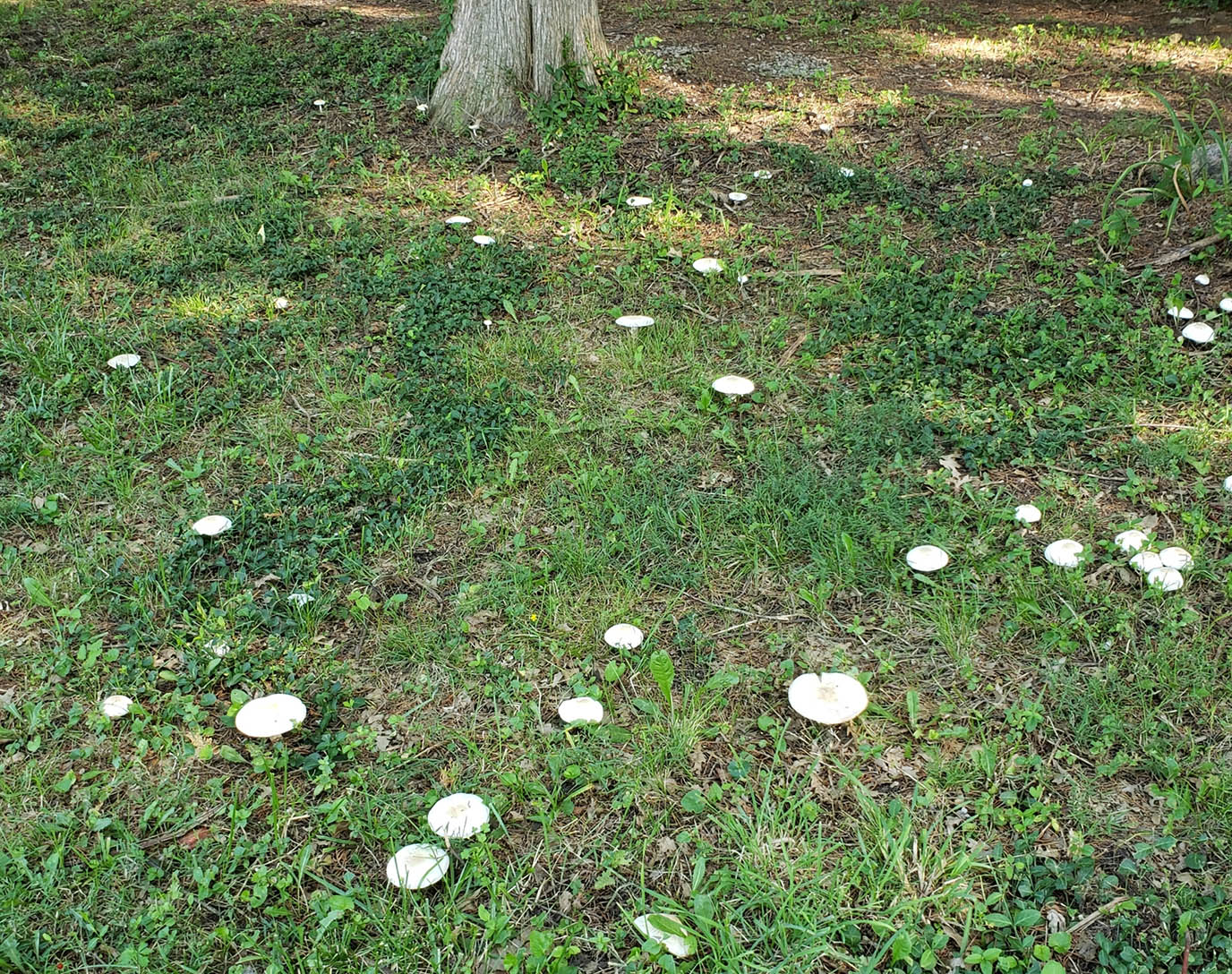 Growth Patterns identification