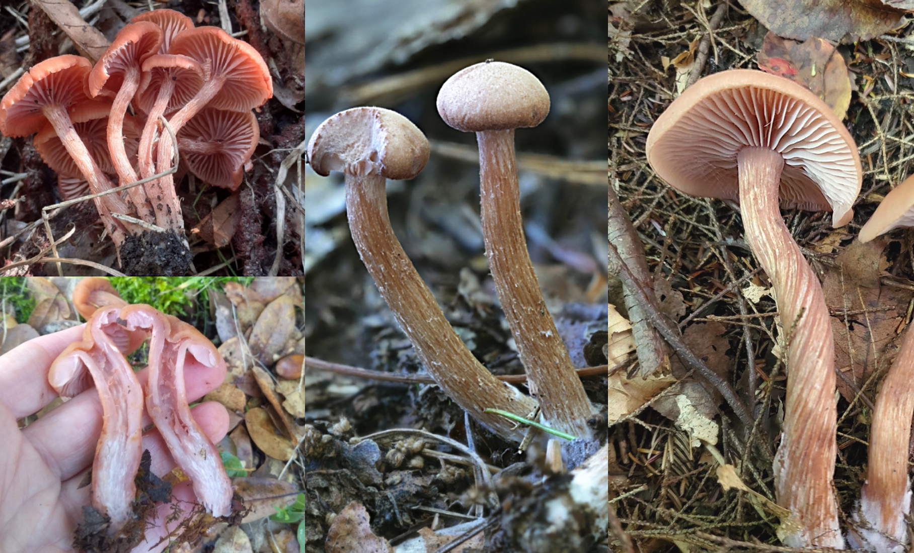 Stem identification