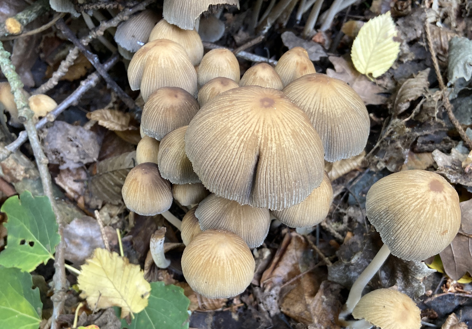 Mica cap