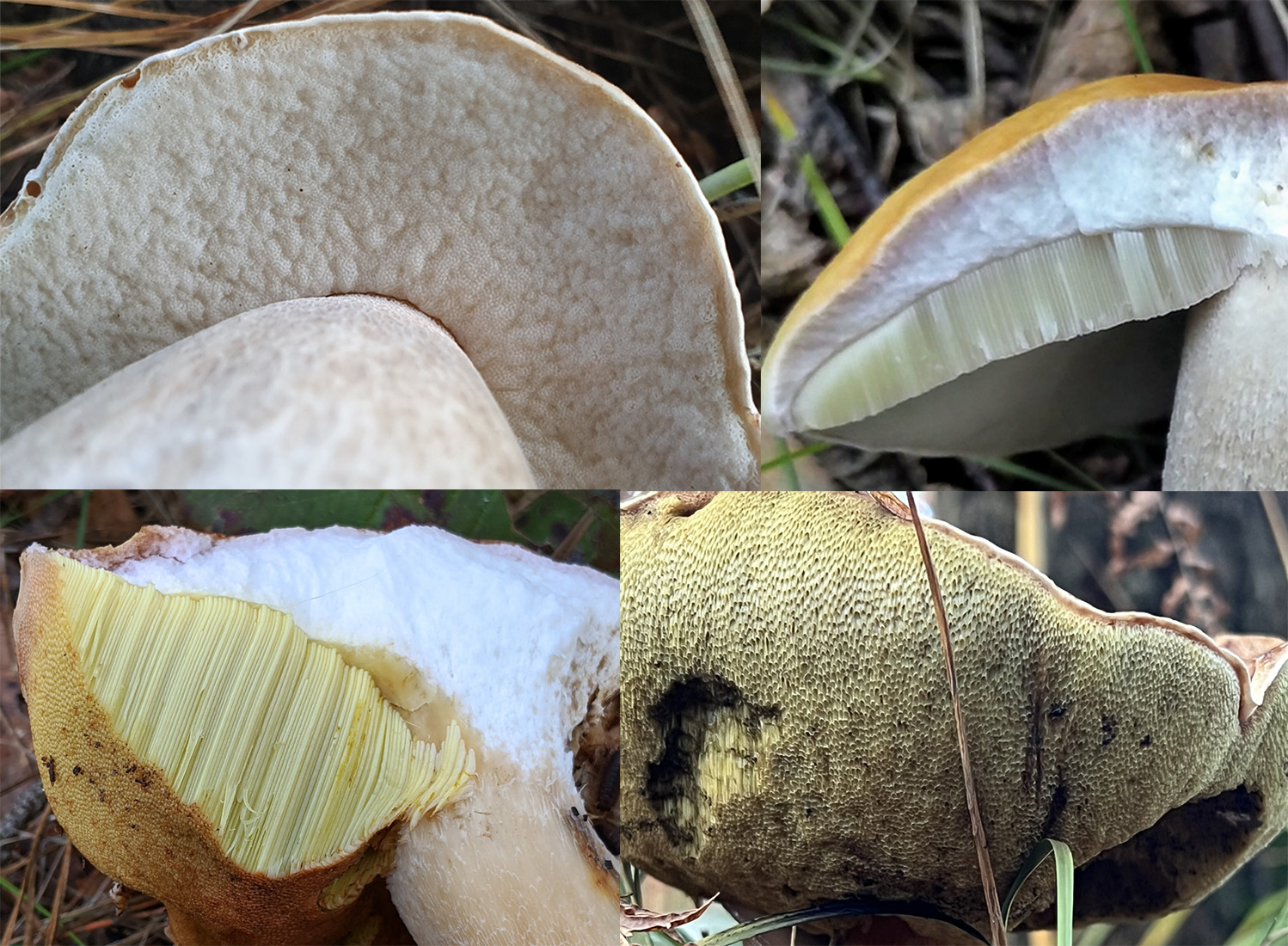 Hymenophore identification