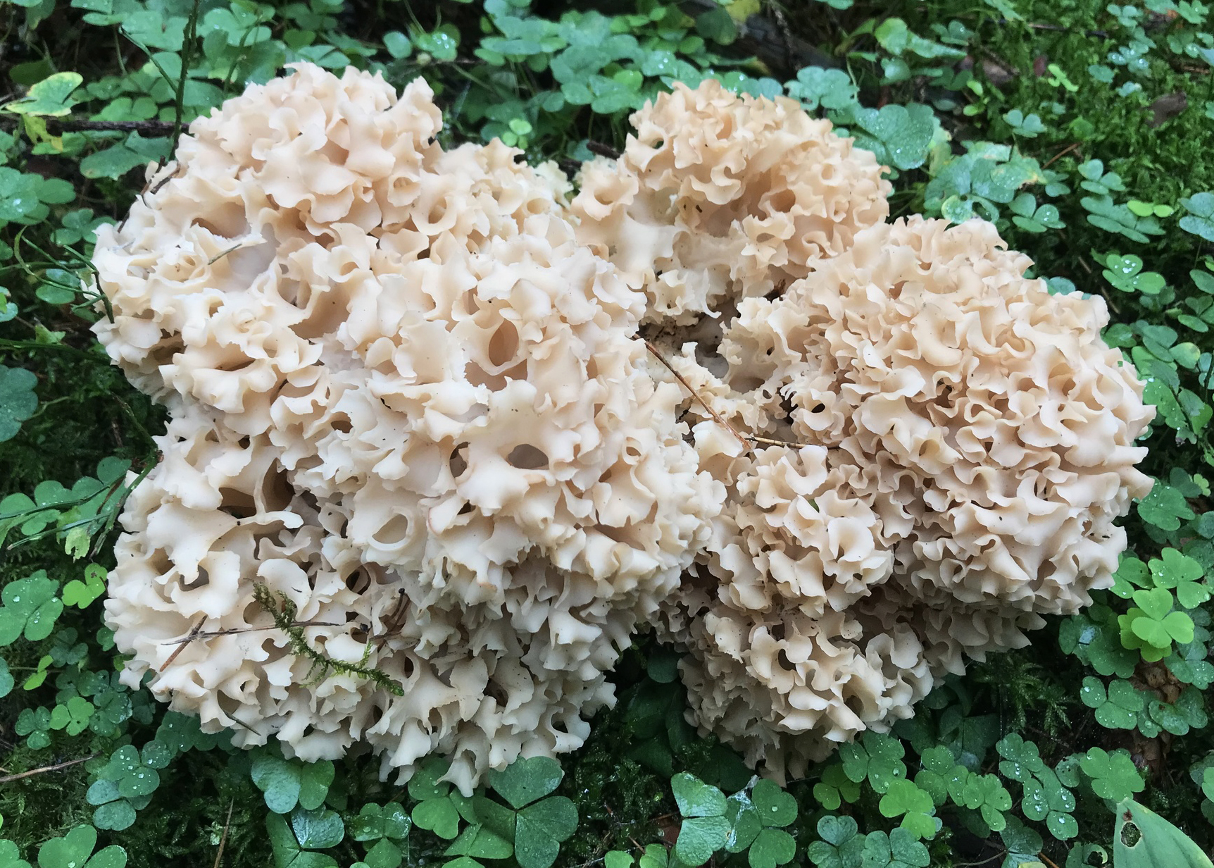 Cauliflower fungus