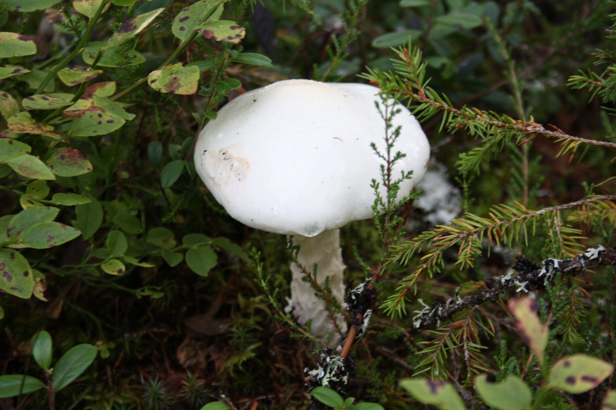 European destroying angel