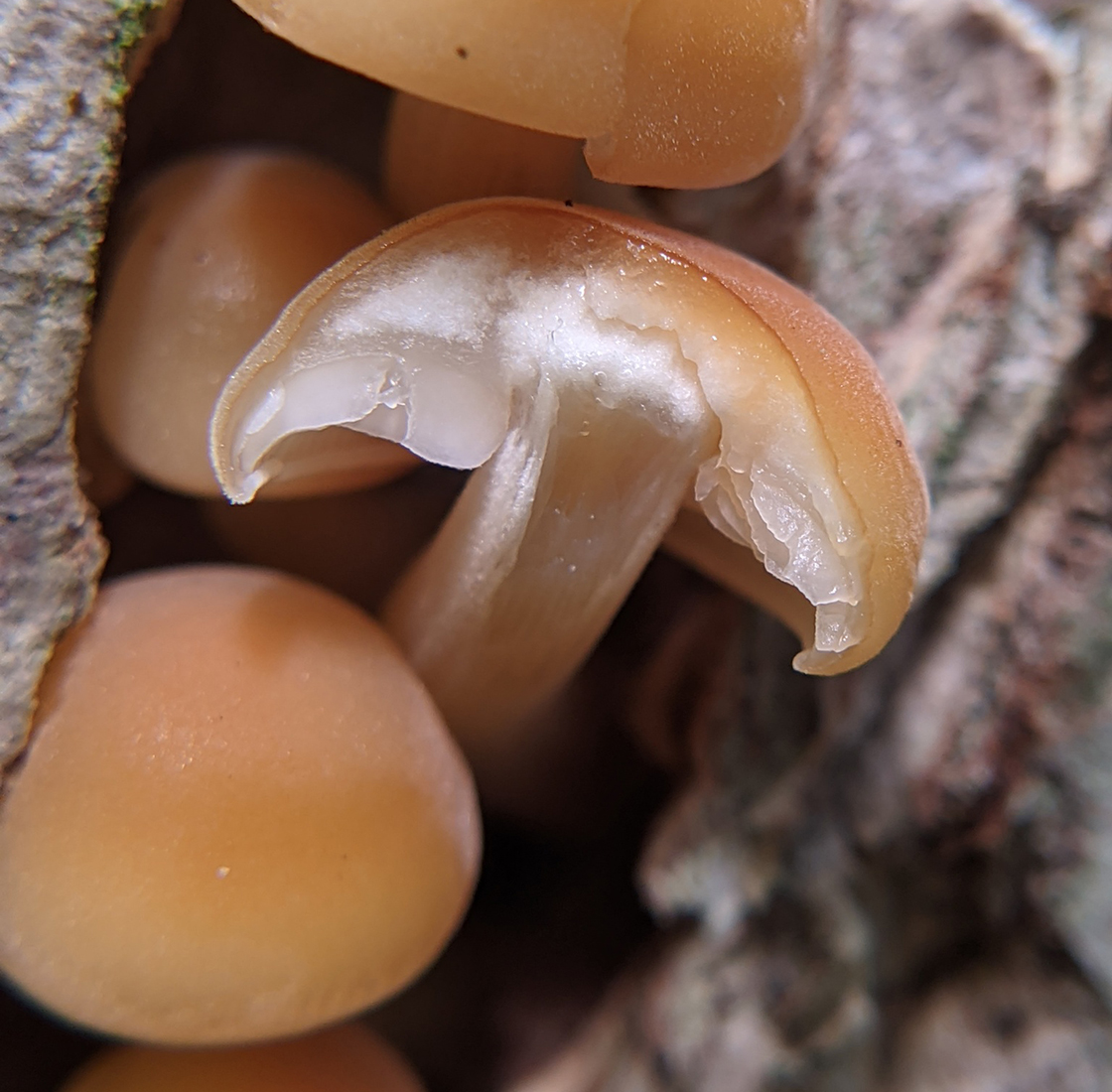 Flesh identification