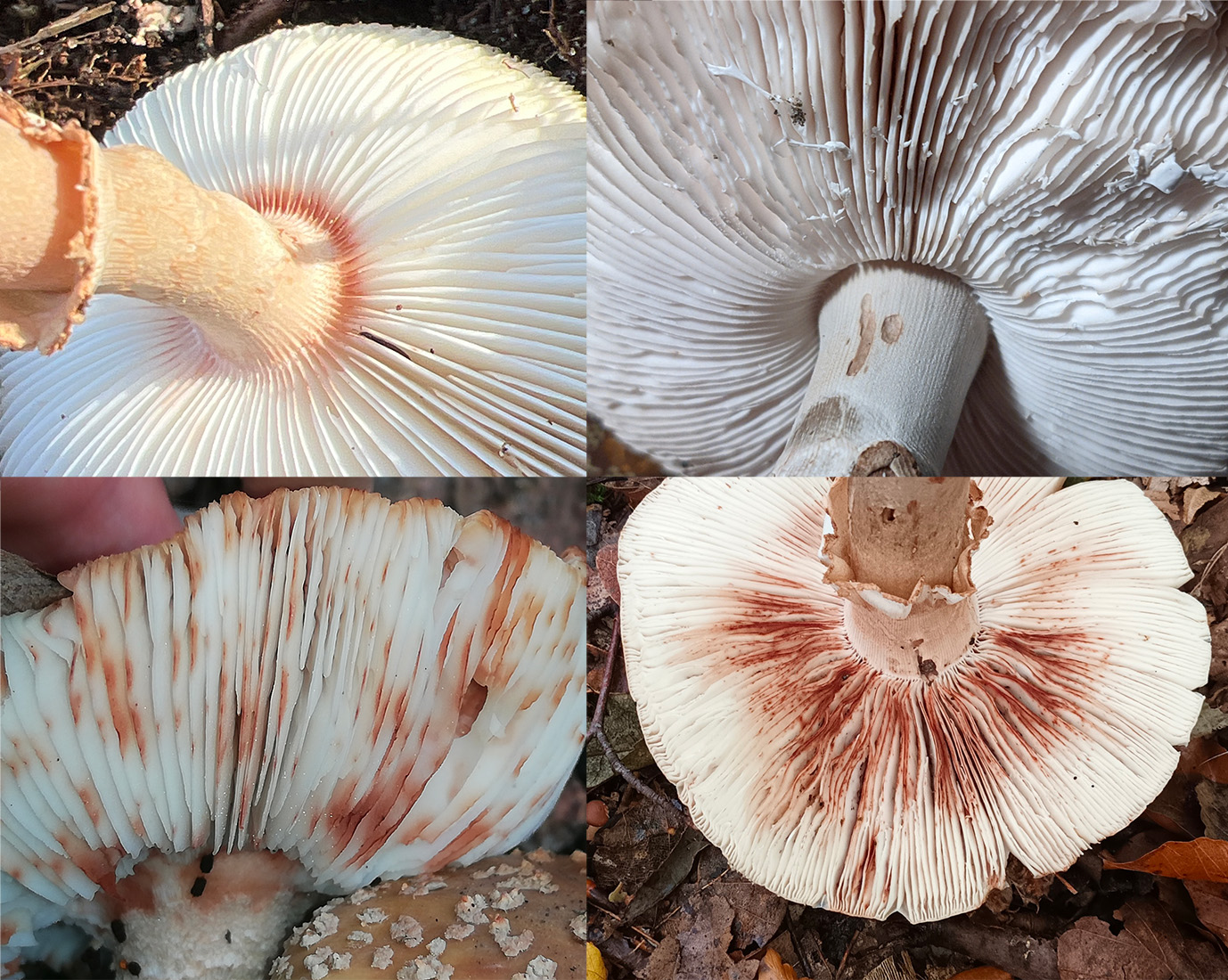 Hymenophore identification