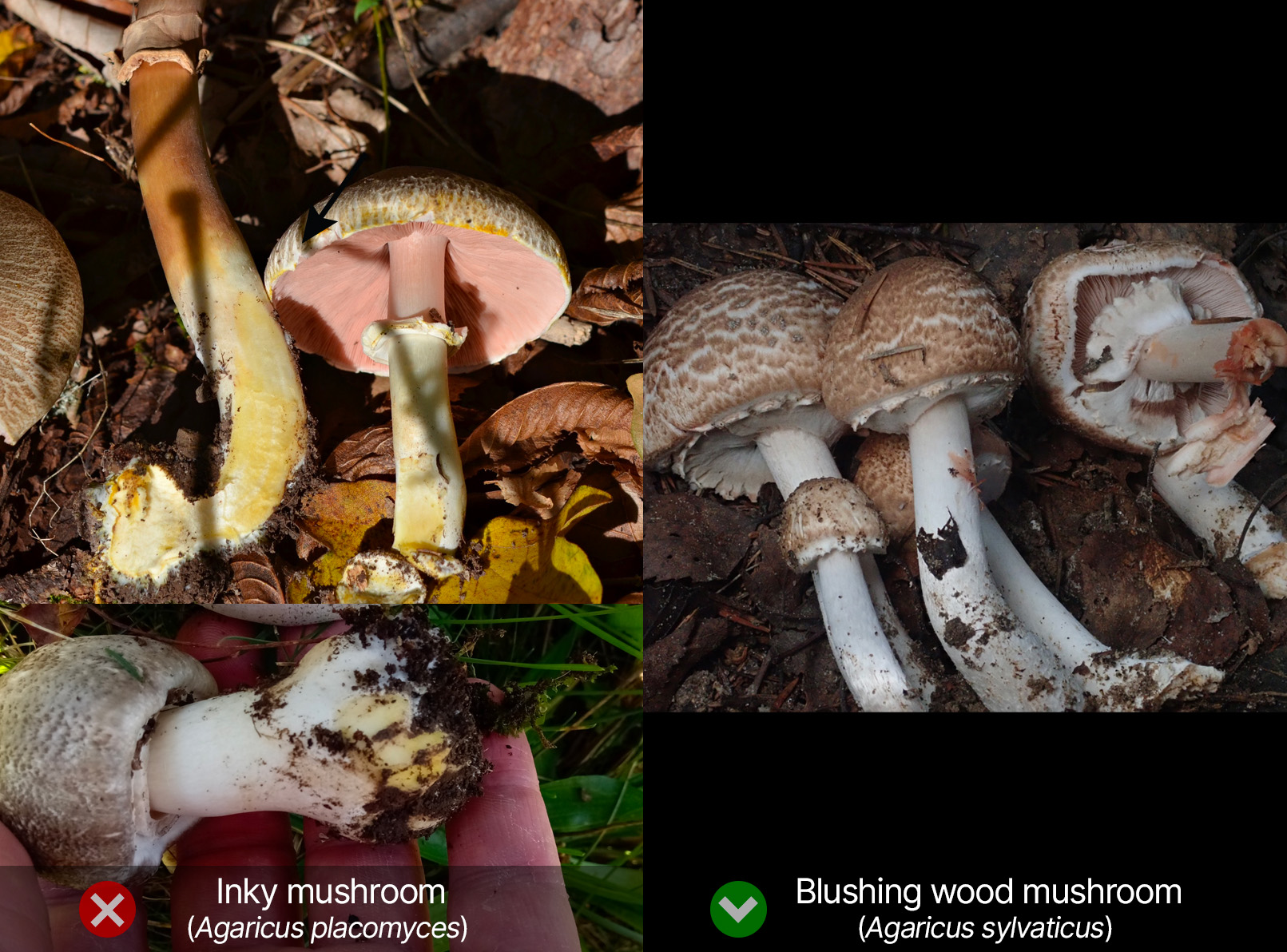 Color identification