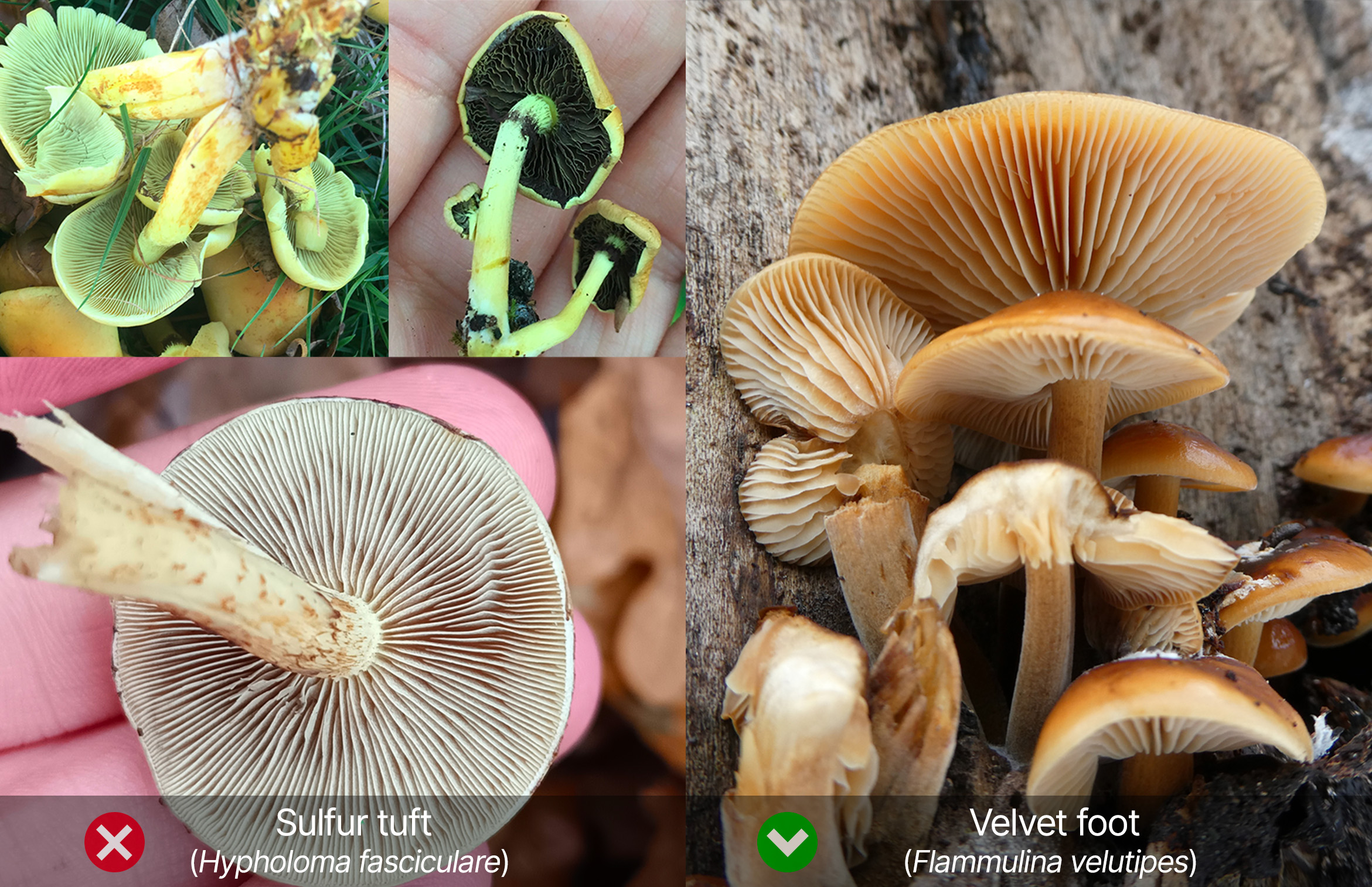 Gills identification