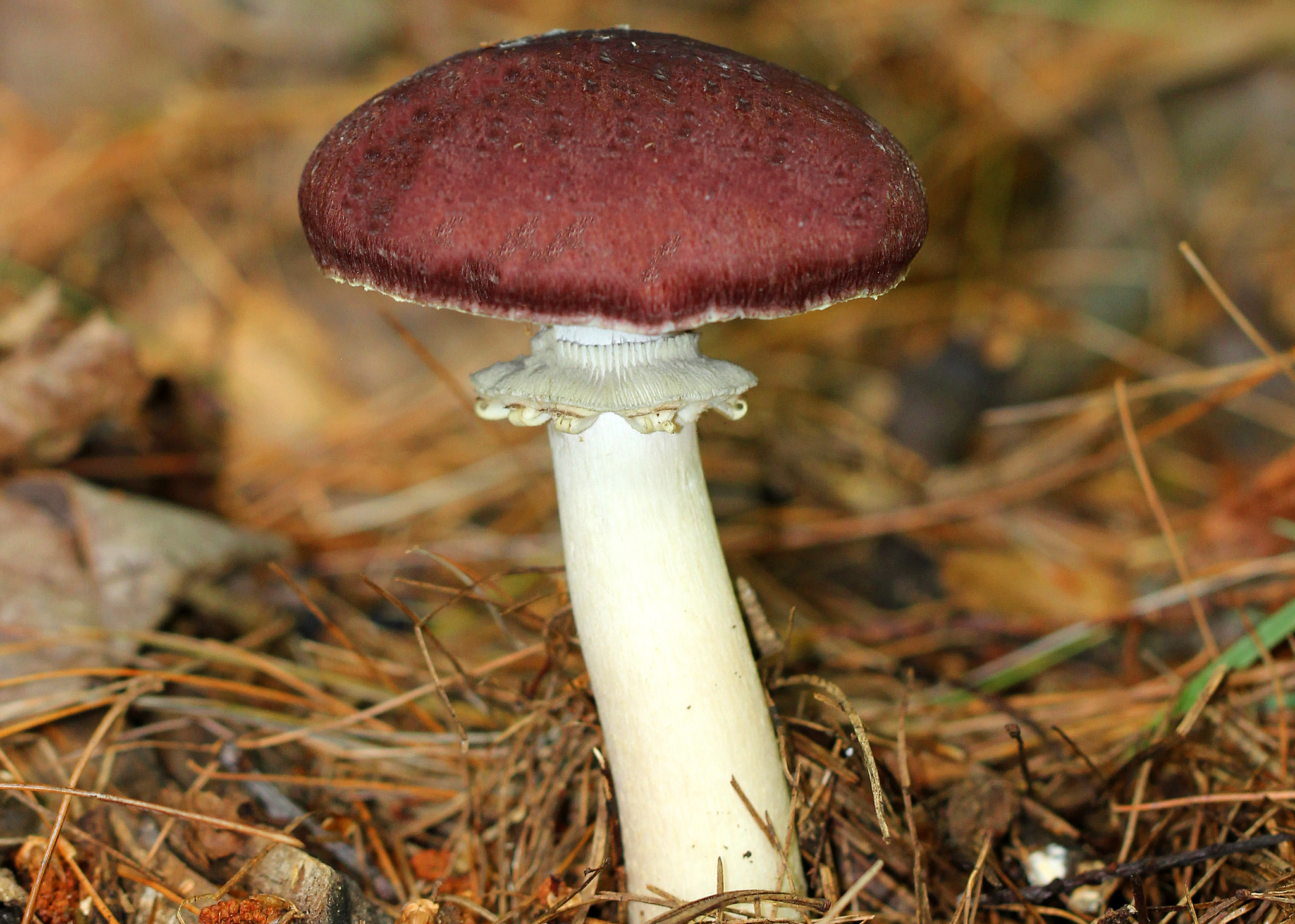 Wine-red stropharia
