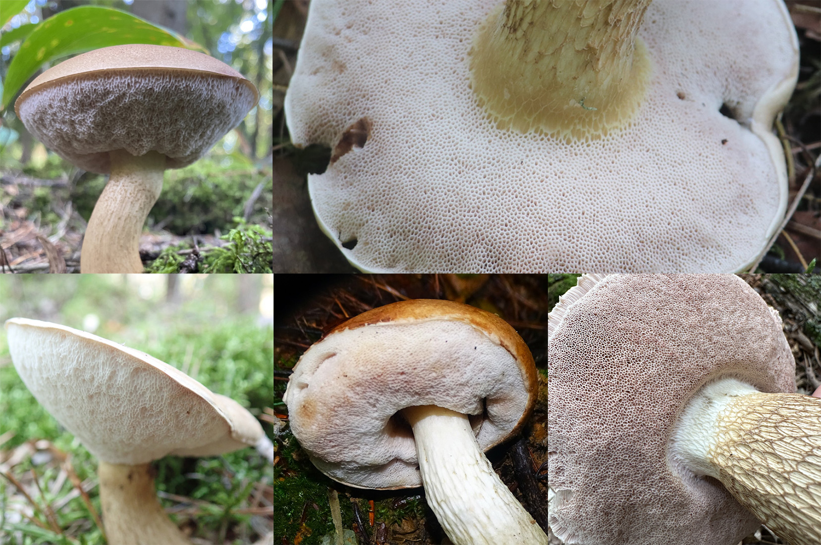Hymenophore identification