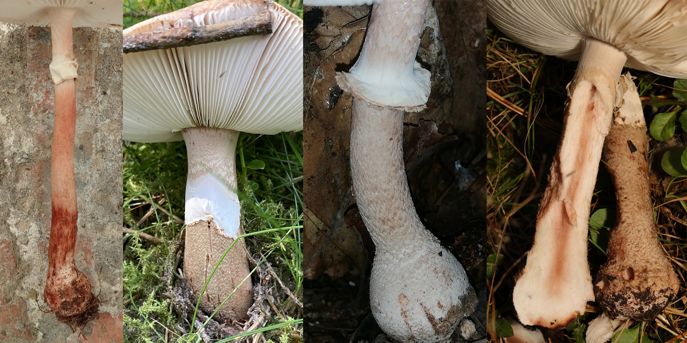 Stem identification