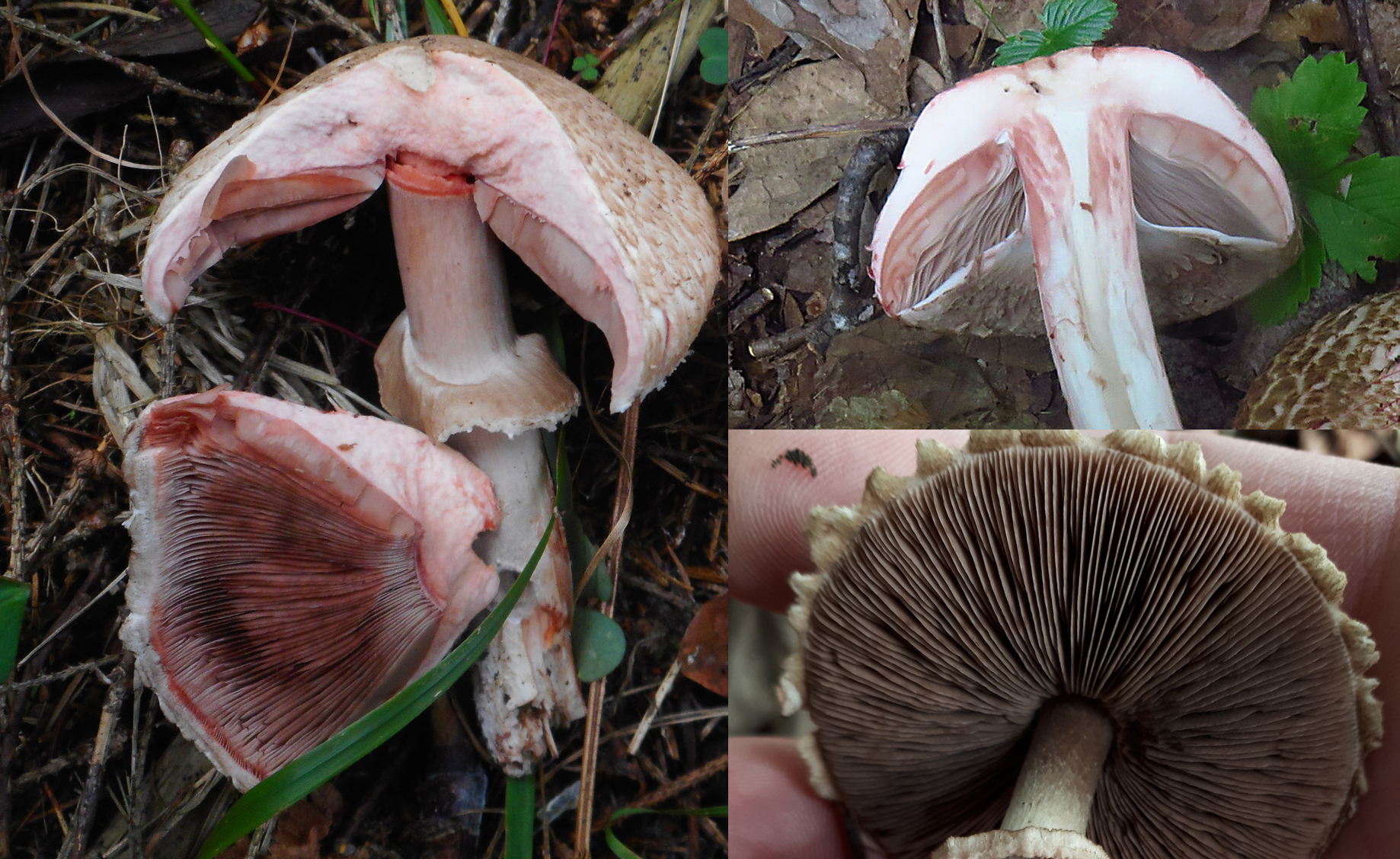 Hymenophore identification