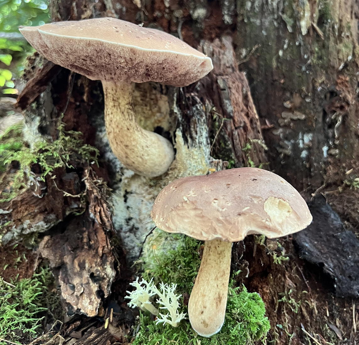 Habitat and substrate identification