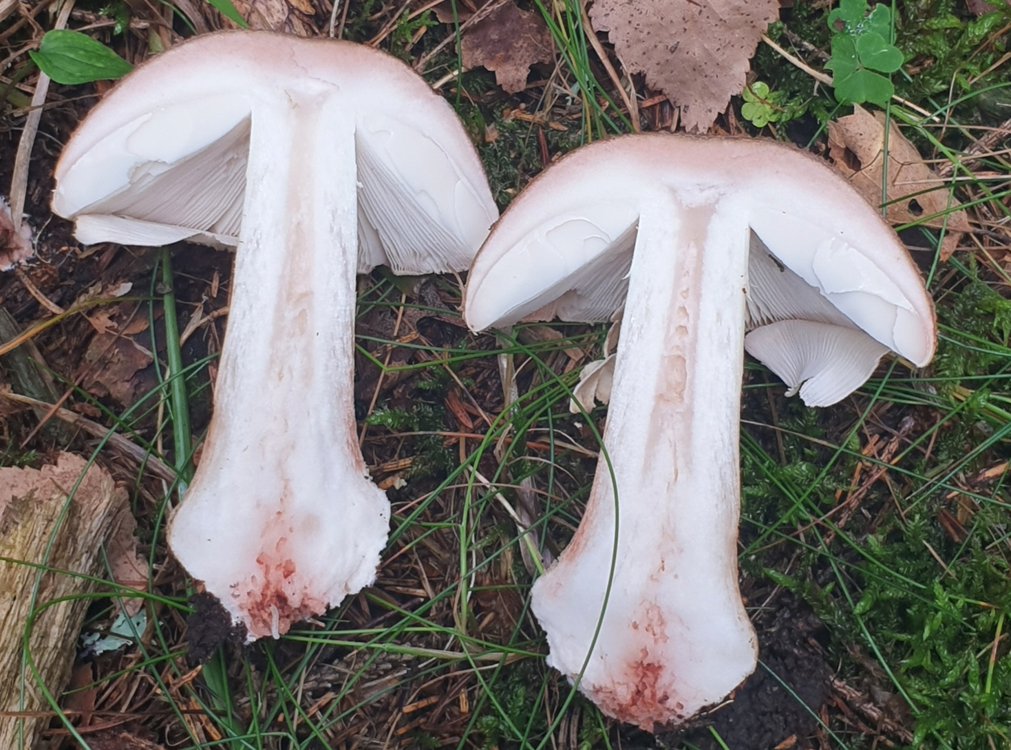 Flesh identification