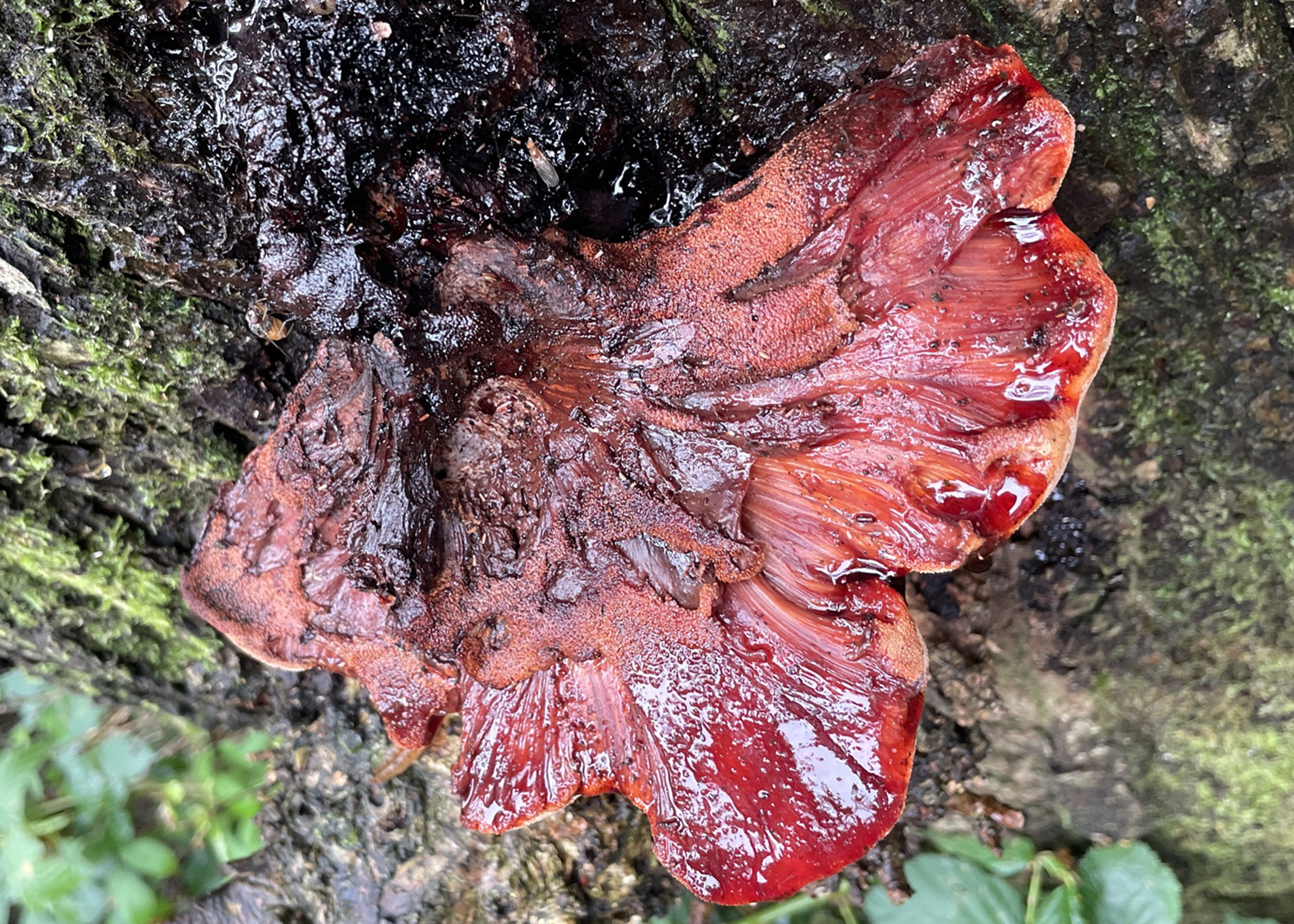 Beefsteak fungus