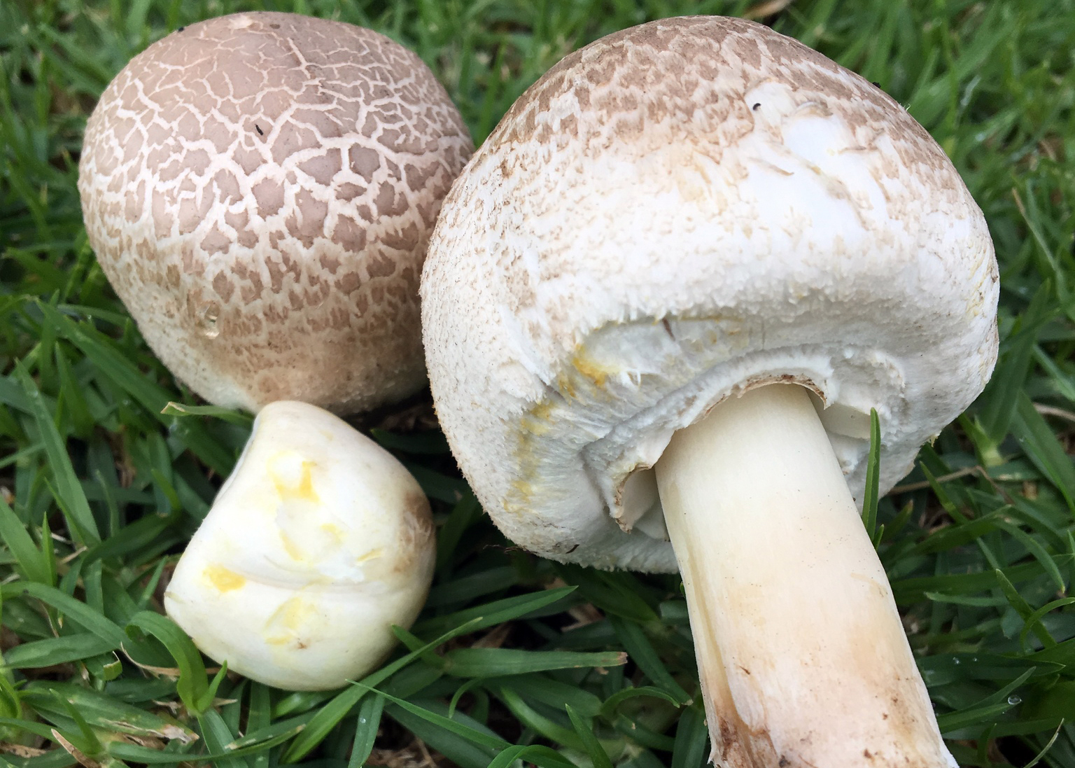 Yellow stainer