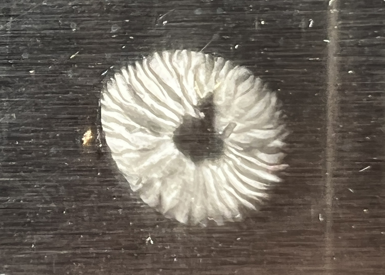 Spores identification