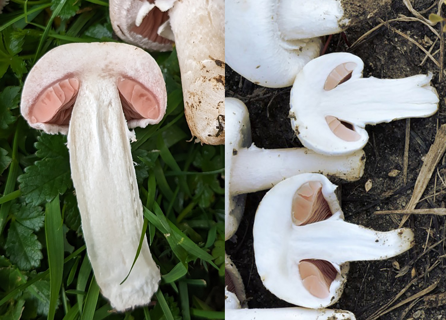 Flesh identification