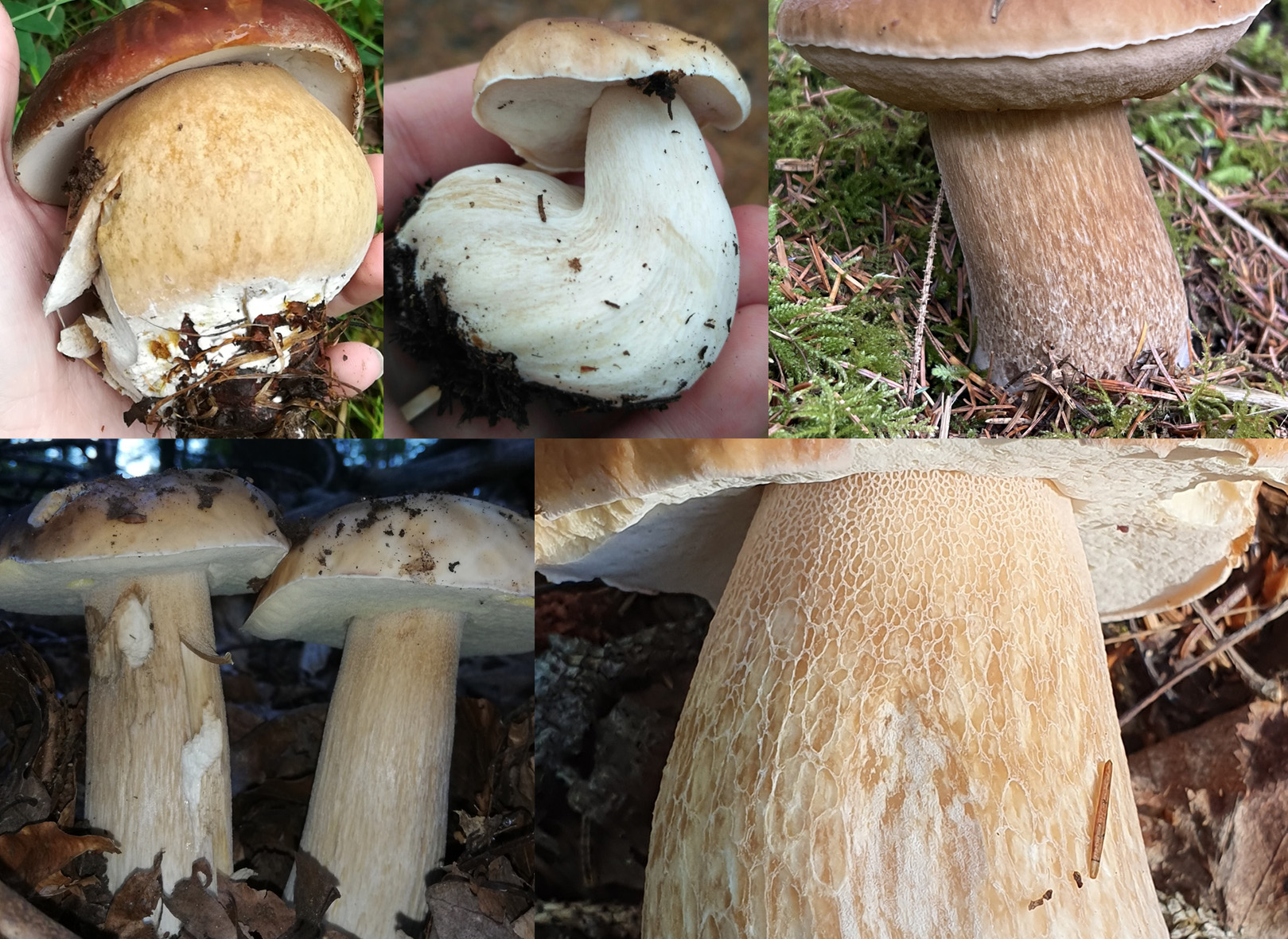 Stem identification