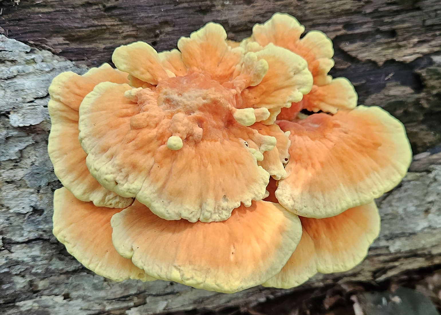 Sulphur shelf