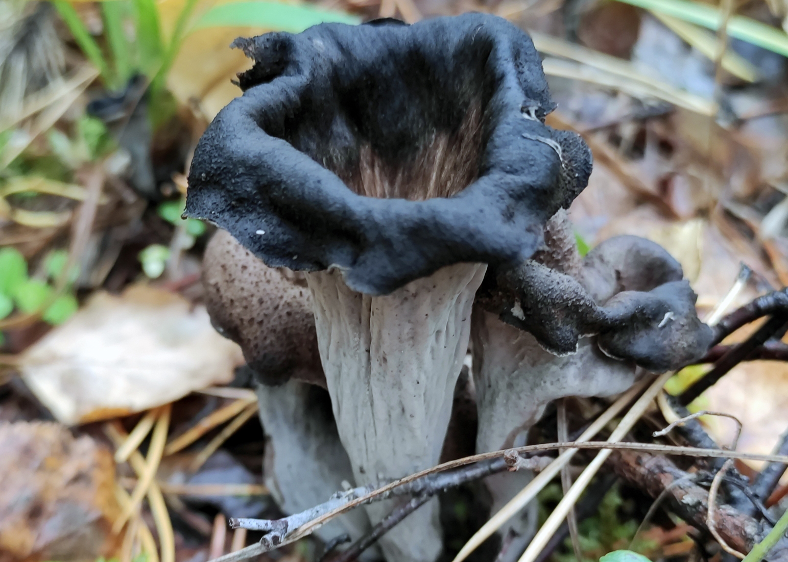 Horn of plenty