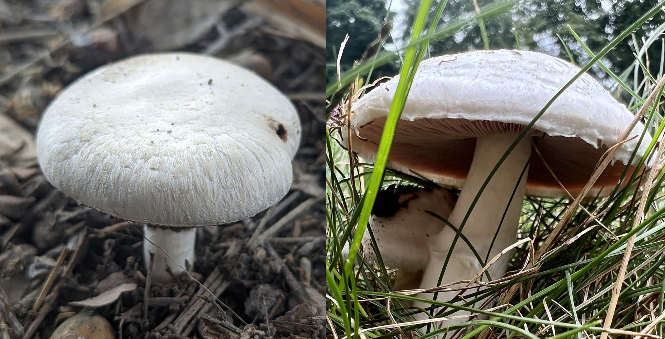 Cap identification