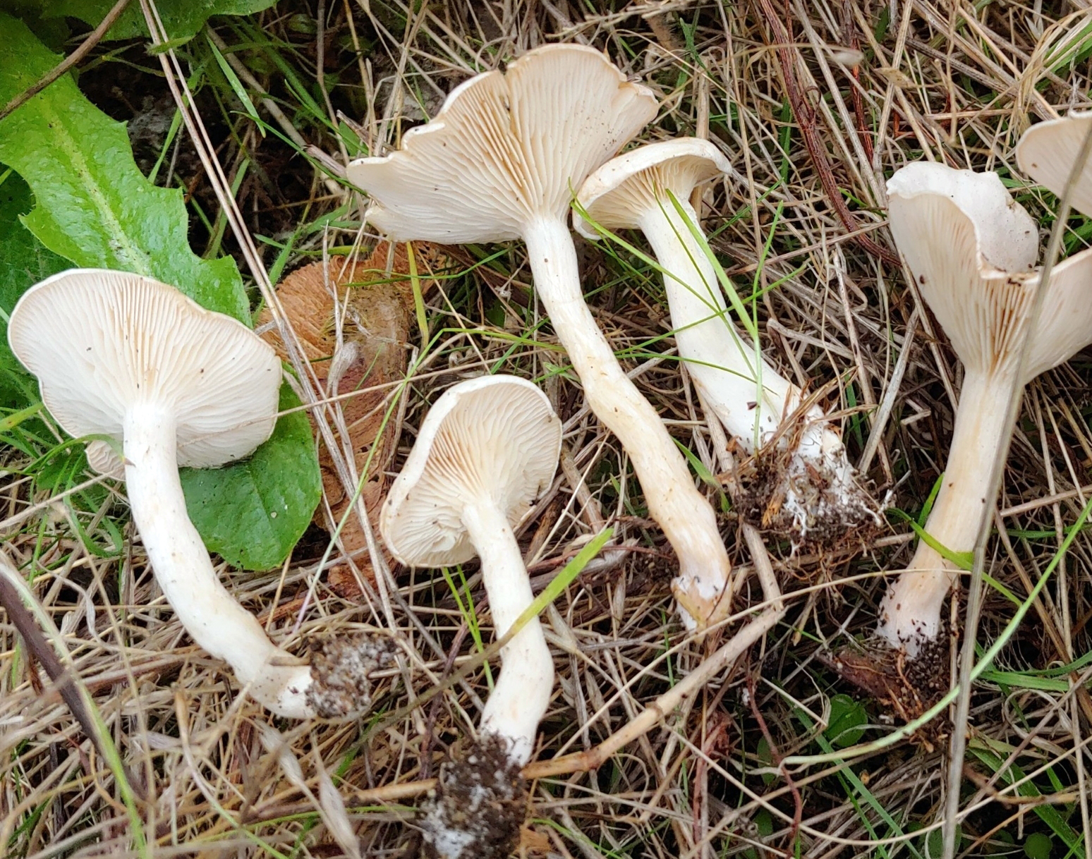 Ivory funnel