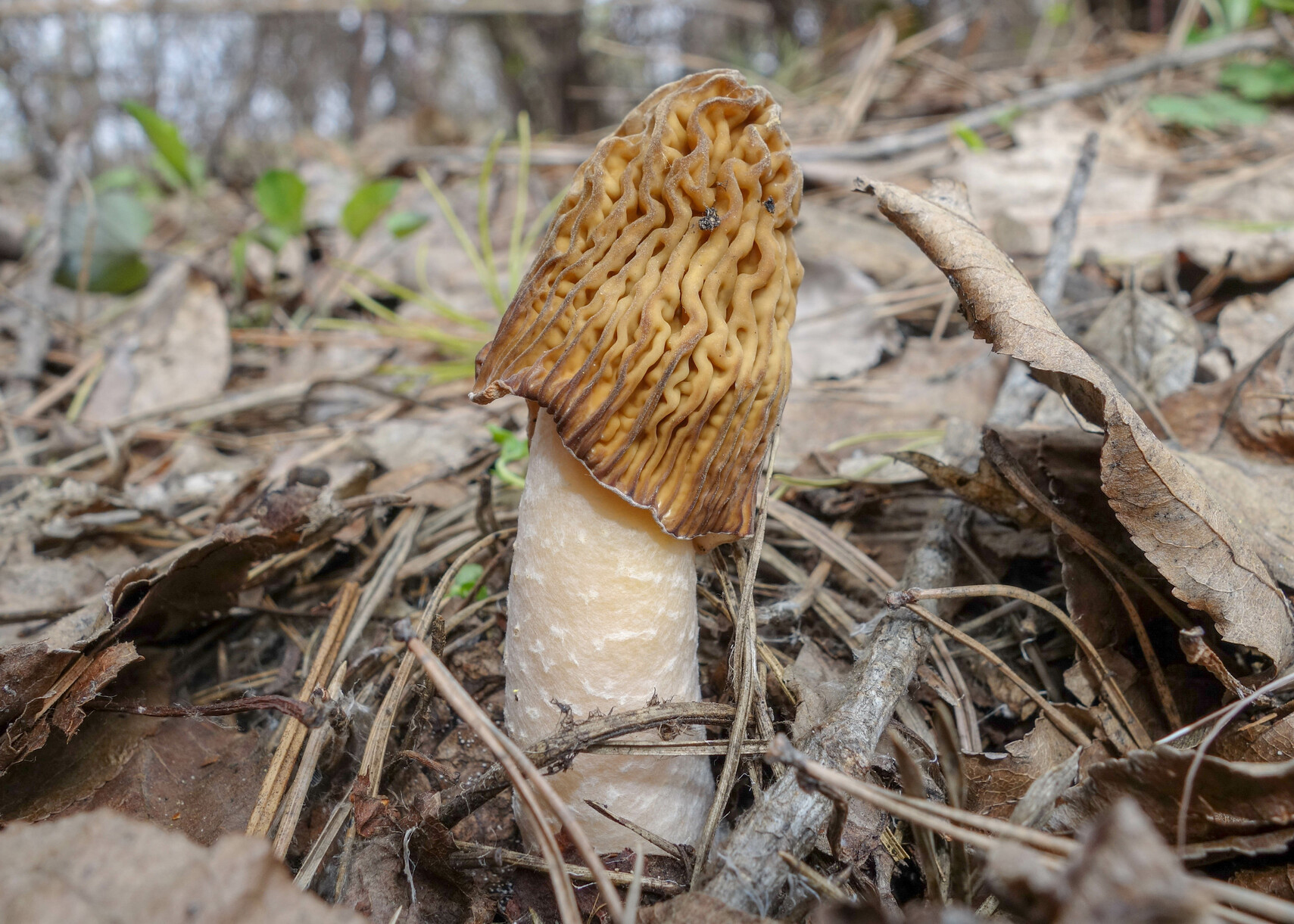 Wrinkled thimble-cap