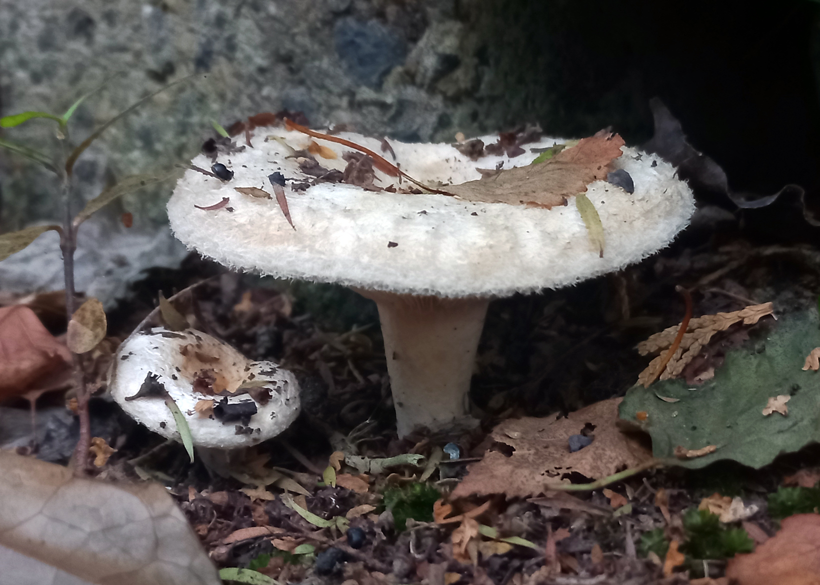 Downy milk cap