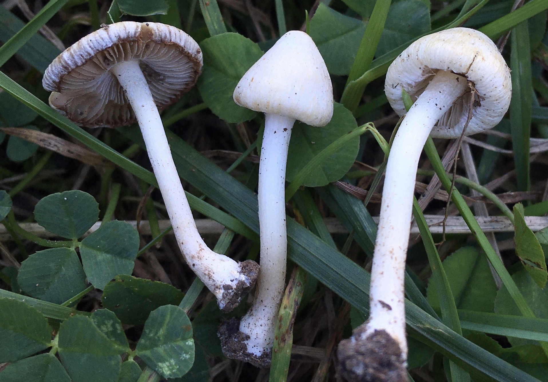 White fibercap