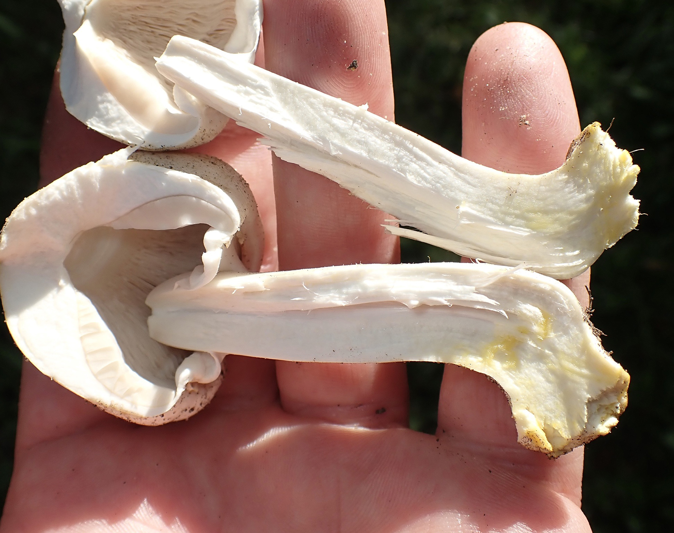 Flesh identification